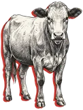 Winola Farm Cow