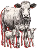 Winola Farm Cow