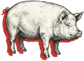 Winola Farm pig